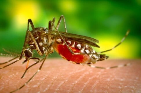 모기가 피빠는 장면