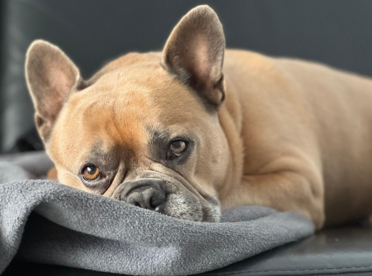 프렌치 불독의 사진