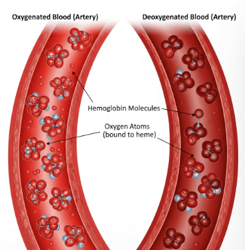 산소포화도 측정기 추천3