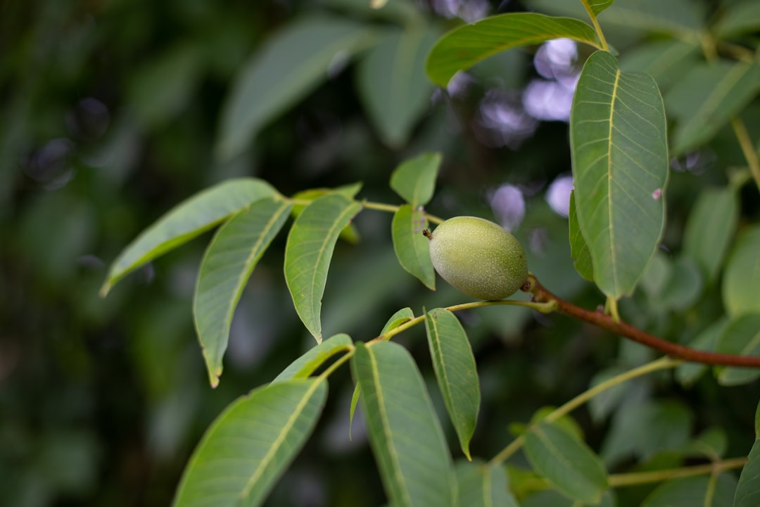 Walnut.