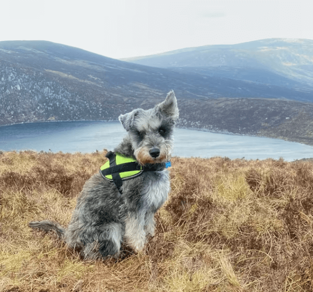 반려동물과 함께 떠나기 좋은 여행지 추천 Top 5