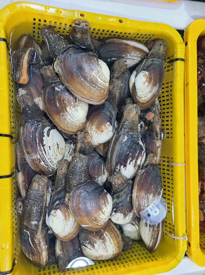 삼천포 용궁수산시장 수산물들 (조개)