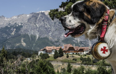 구조견 세인트 버나드.