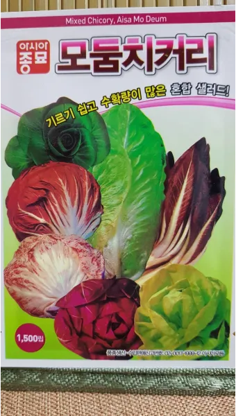 치커리 재배 쓴맛 줄이기 차광 요령 물 관리_14