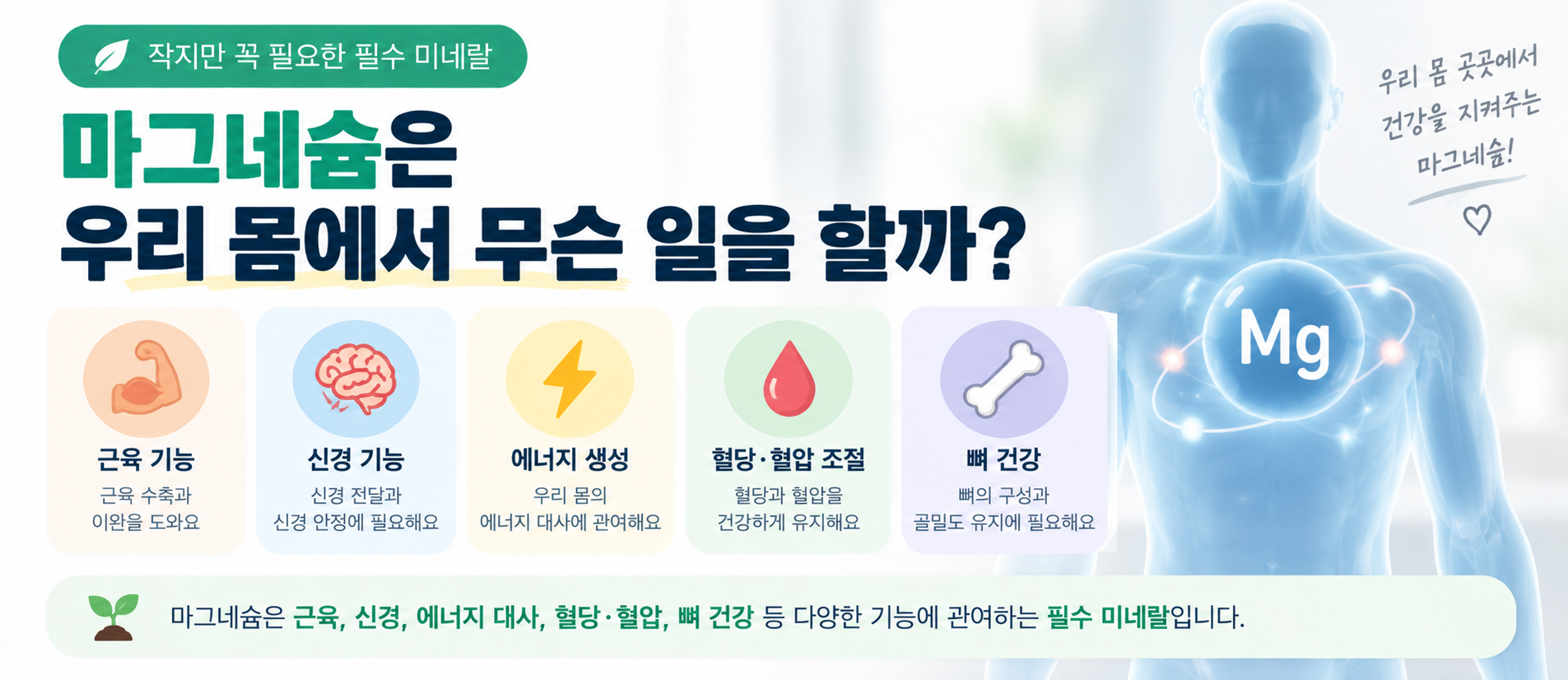 마그네슘 역할 근육 신경 에너지 뼈 건강