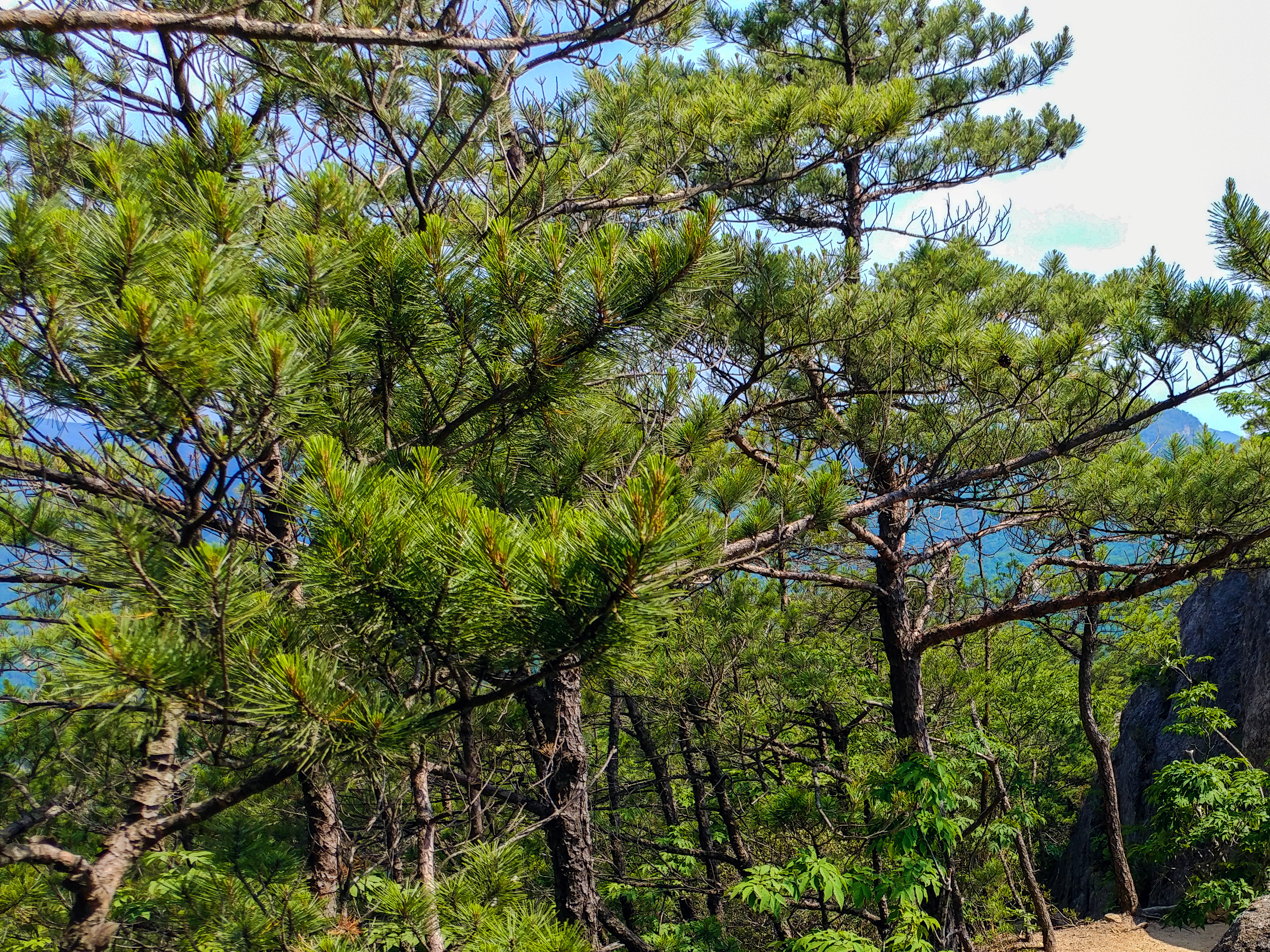 한국 명산 충북 단양 황정산 등산 mountain hiking