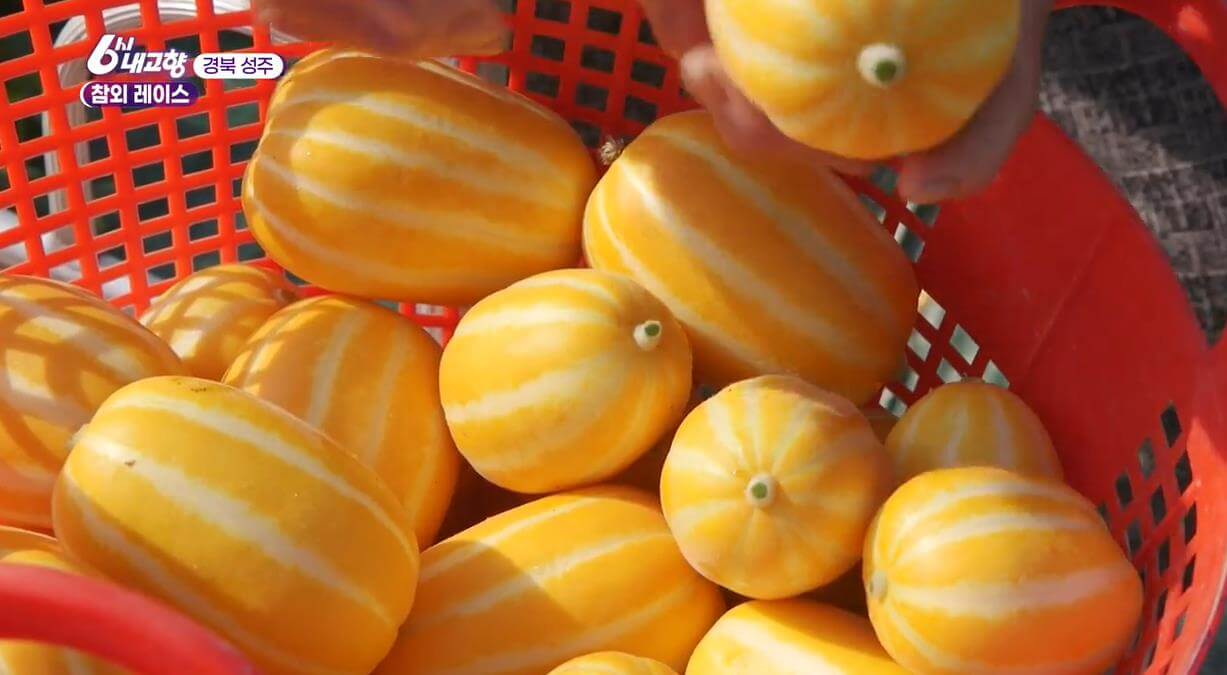 6시내고향 성주 참외