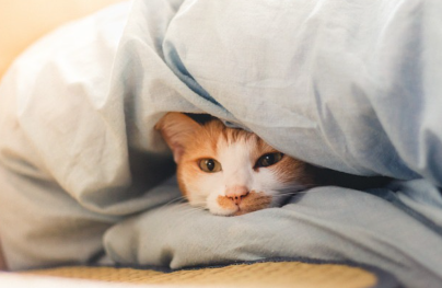 나른해 보이는 고양이.