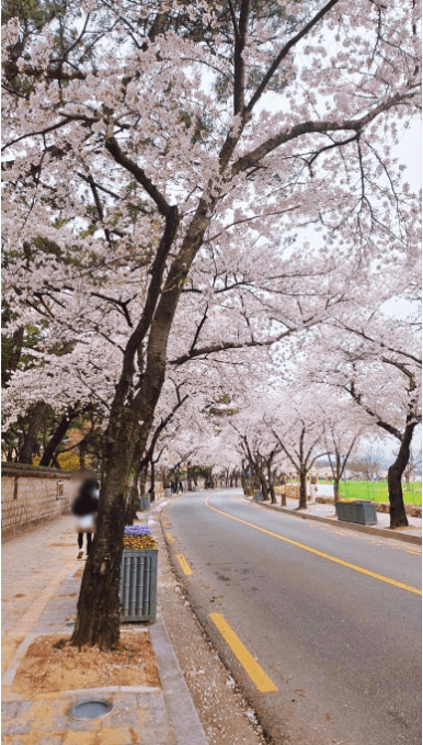 경주 벚꽃 개화 시기 및 축제 및 명소와 관련된 사진