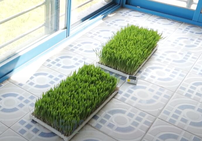 베란다의 두 상자에서 자라고 있는 새싹보리