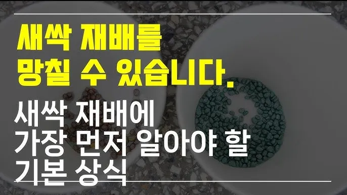새싹무 재배 씨앗 소독 얇게 파종 통풍 관리_2
