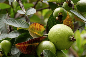 구아바잎효과04