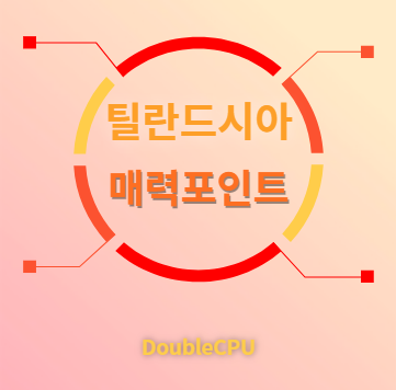 틸란드시아 매력포인트