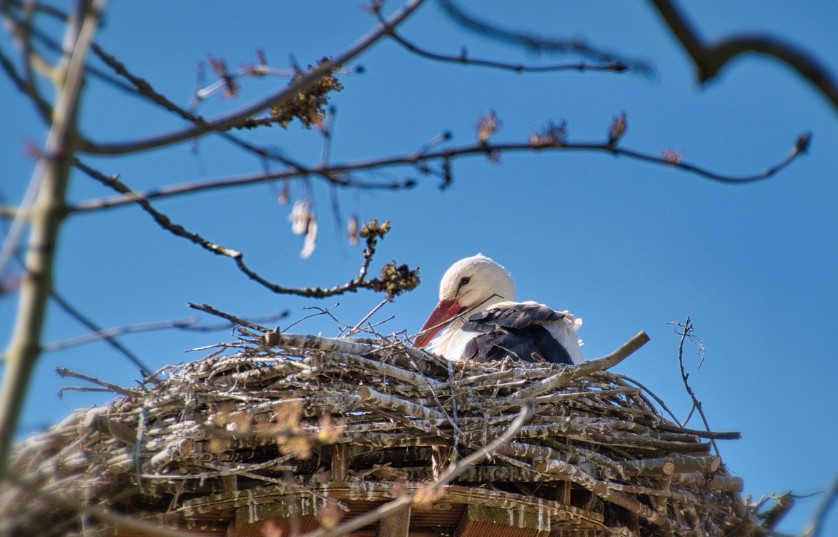 둥지에 앉아있는 황새사진