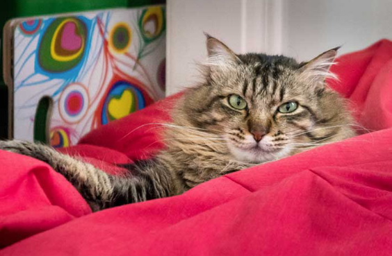 메인쿤의 털색을 이미지화하는 이미지