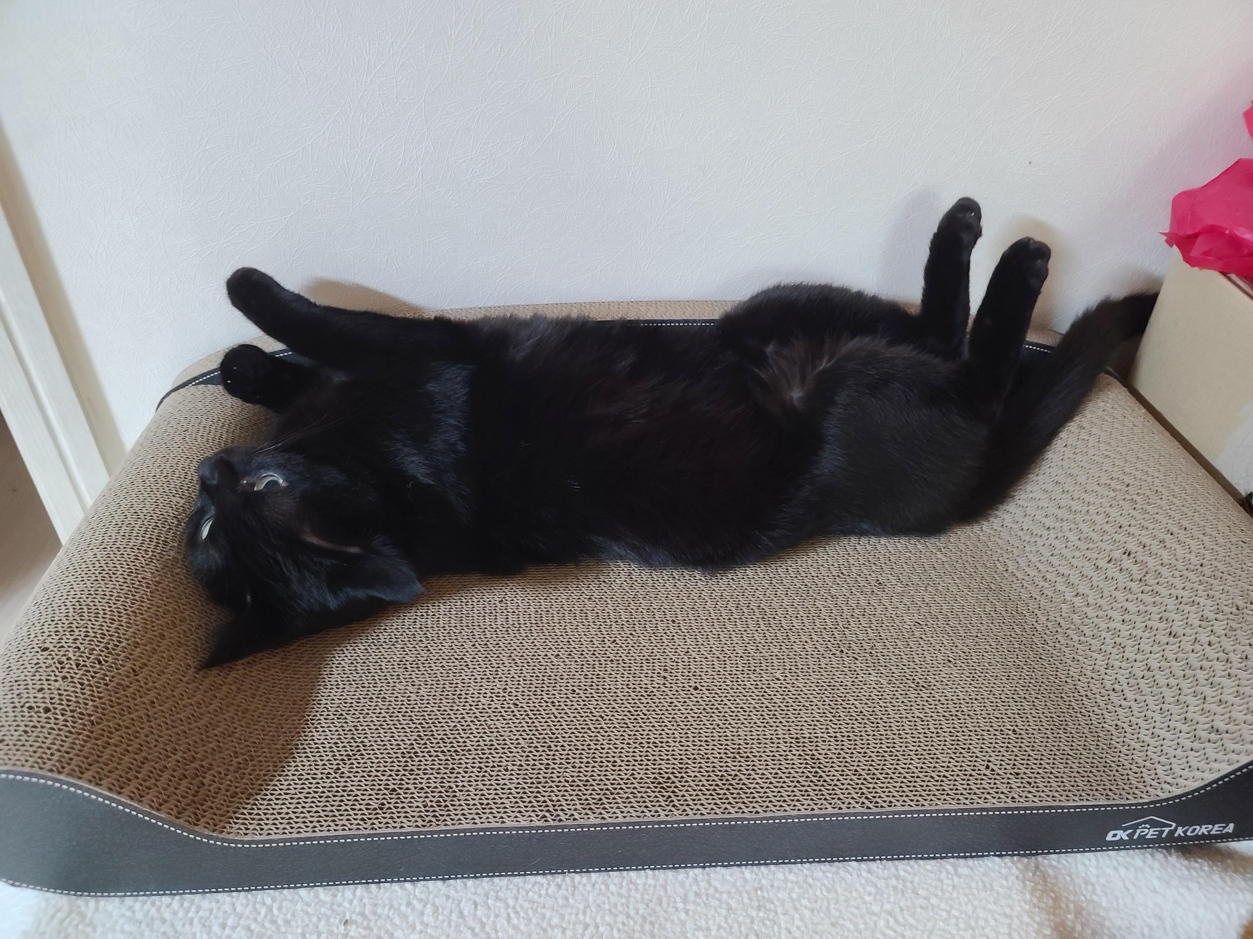 왜 이렇게 귀엽냥~!!(고양이 꼬리를 밟아버렸다!!)