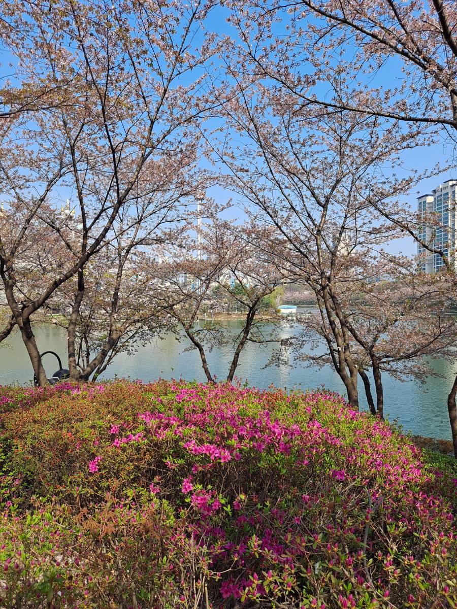 벚꽃나무와 진달래