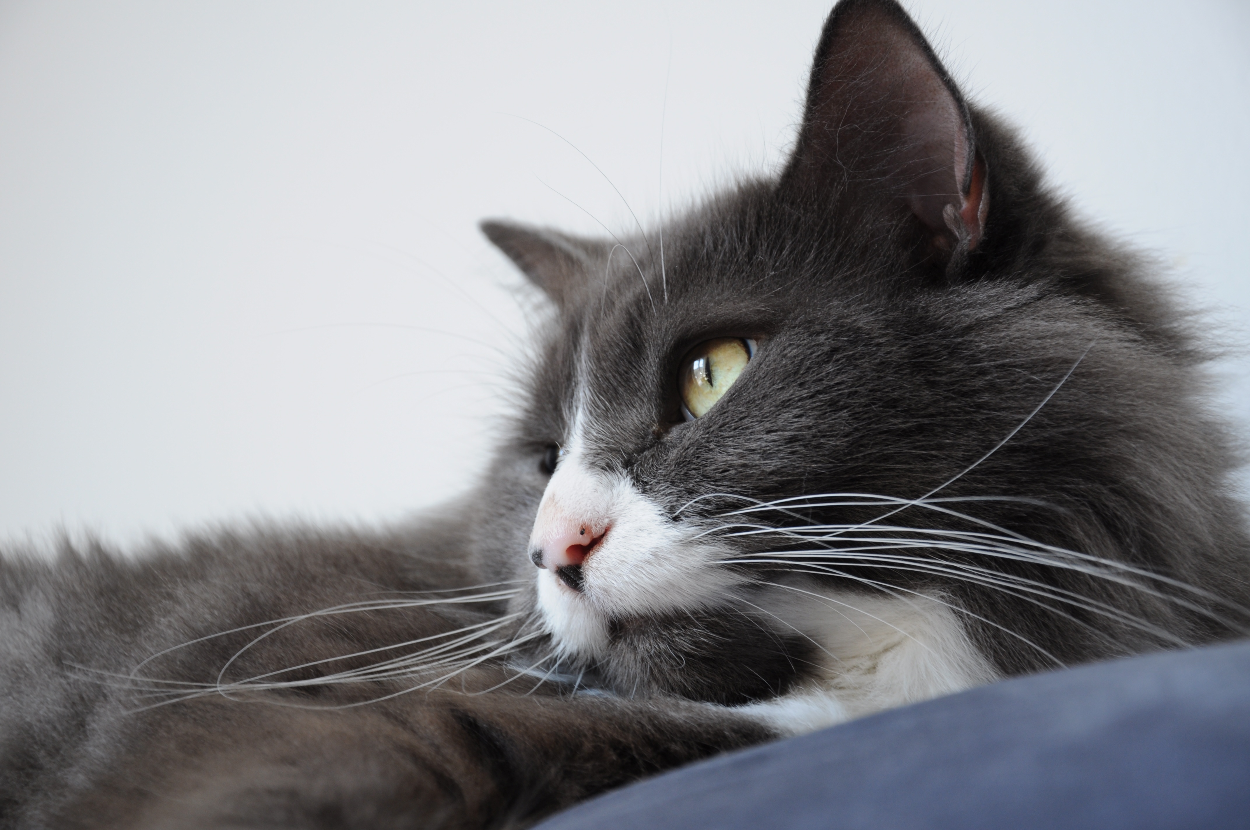 반려동물 유튜브 관련 사진