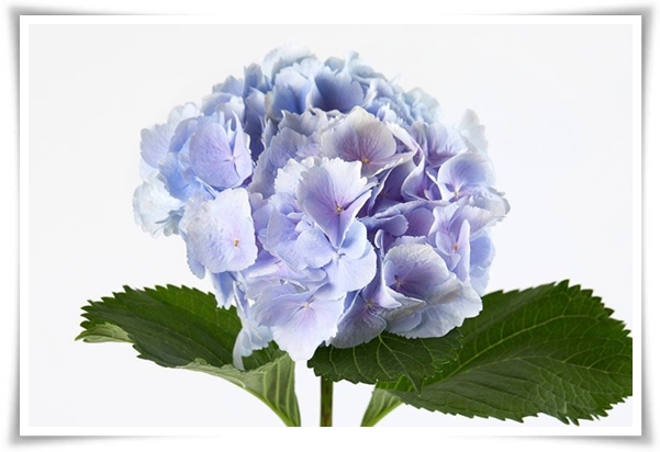 "수국" 여름의 아름다움을 한껏 품은 매력적인 꽃!