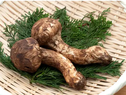 가을 제철식품 송이버섯 효능 효과 및 가격