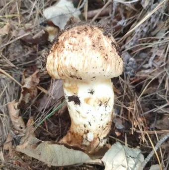 송이버섯 먹는법 요리법을 정리_15