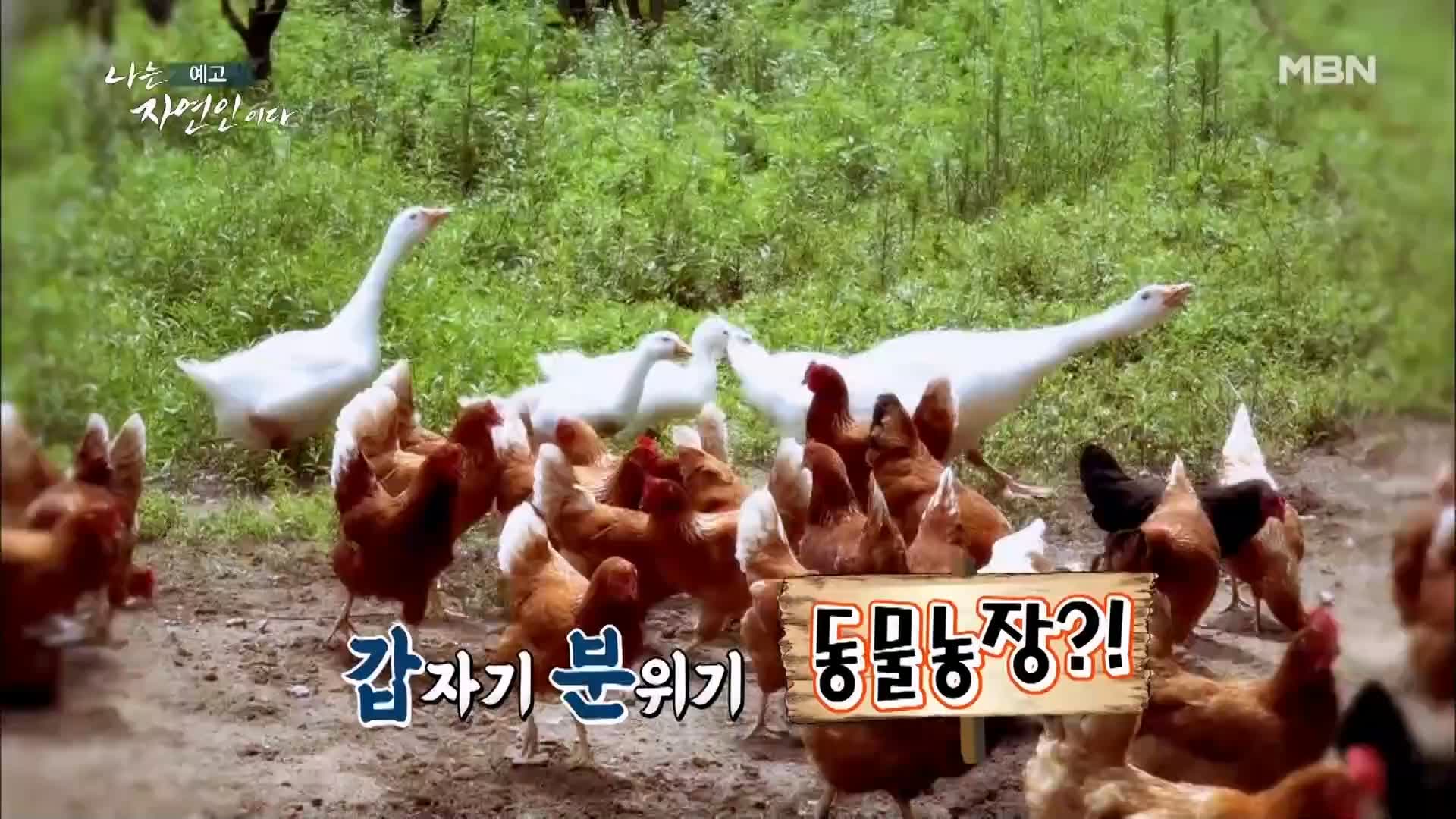 이승윤 윤택 나는 자연인이다 518회 간암 시한부 인생, 경찰 출신 그 후 10년 바보죽 레시피, 식전 녹즙 자연인 강병도 소개 및 출연 다시보기
