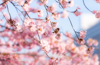 벚꽃 개화 시기 2025&amp;#44; 축제 명소 확인-3