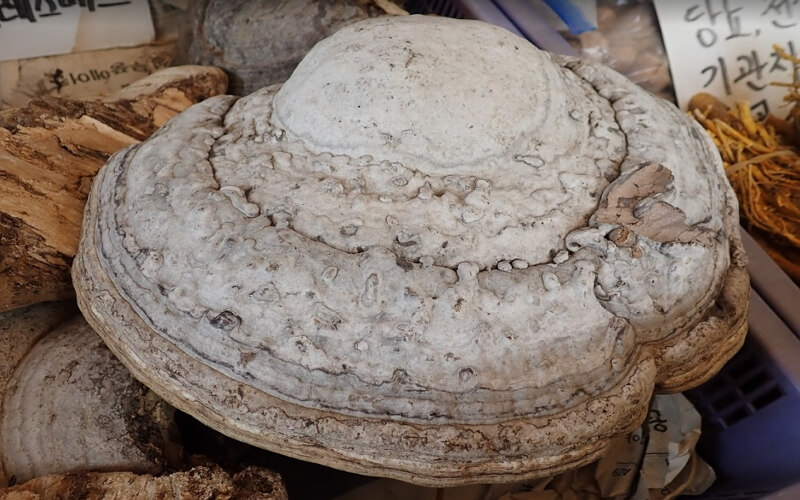 대형-말굽버섯-사진