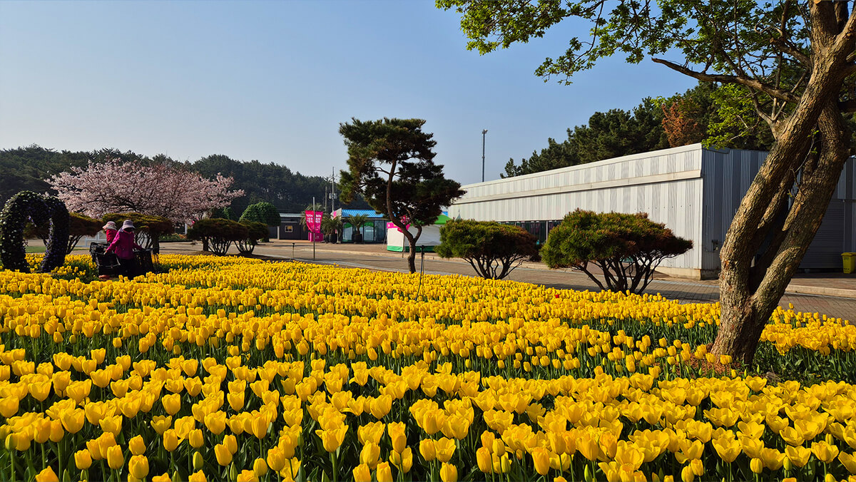 태안 튤립축제