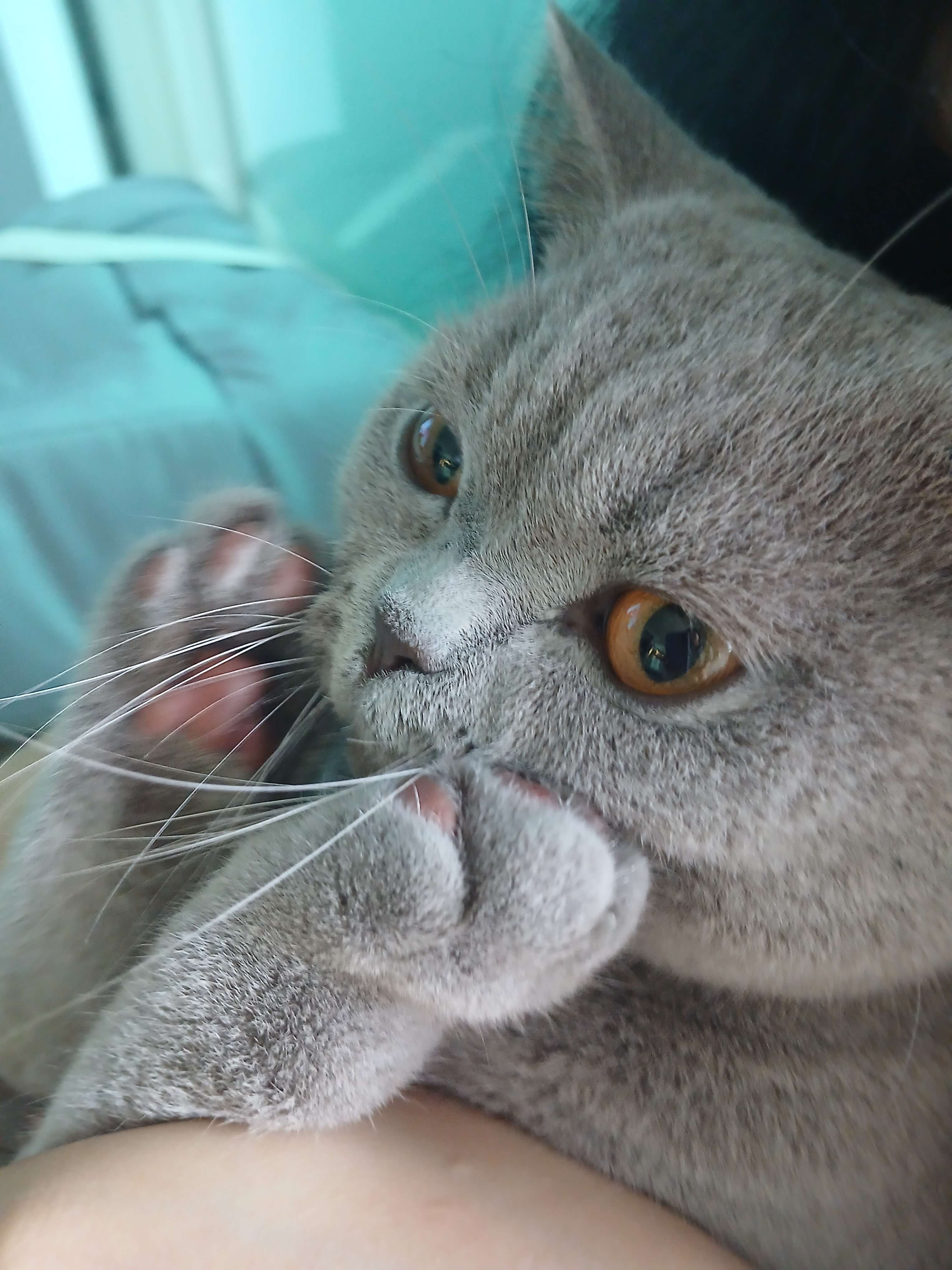 고양이 톡소플라즈마에 감염될 확률은 거의 없습니다.