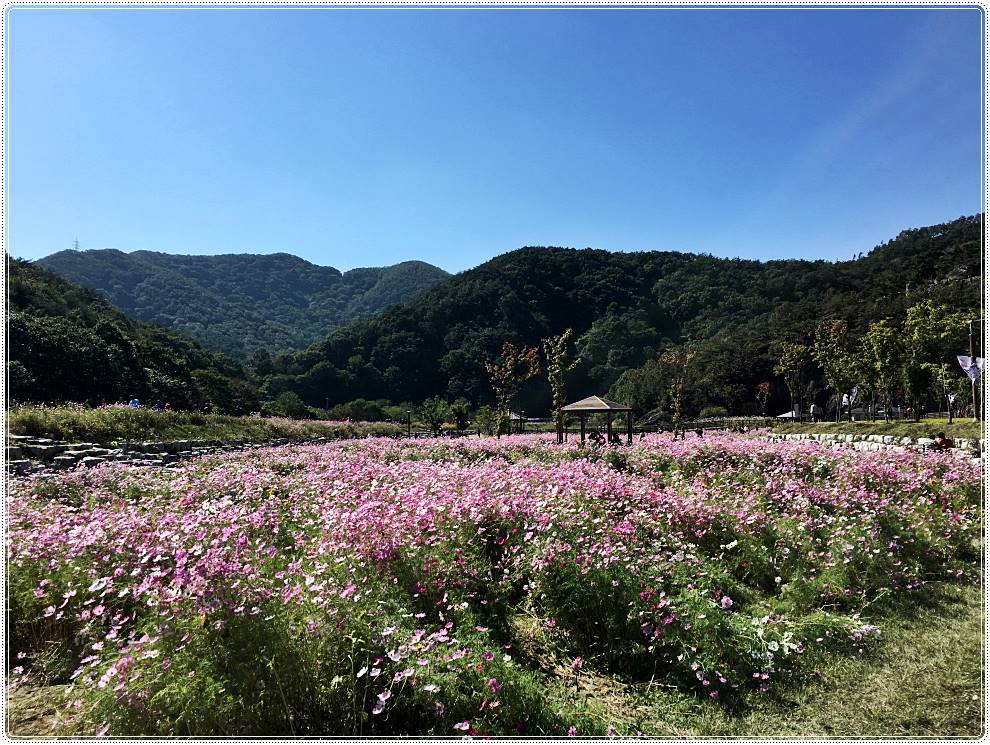 정읍구절초축제