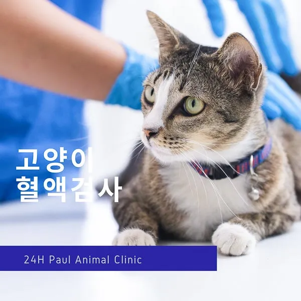"고양이