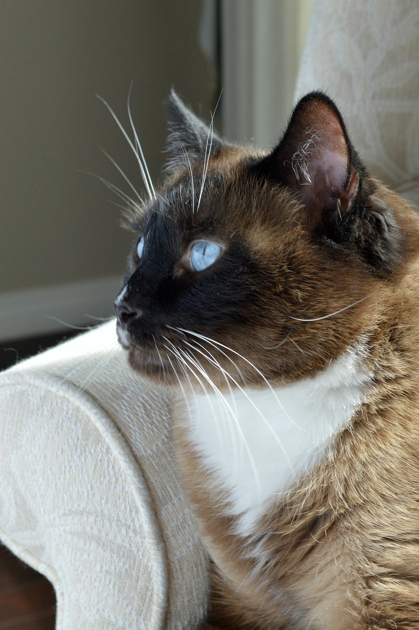 스노우슈(Snowshoe)2