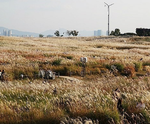2024년 서울 억새 축제 일정