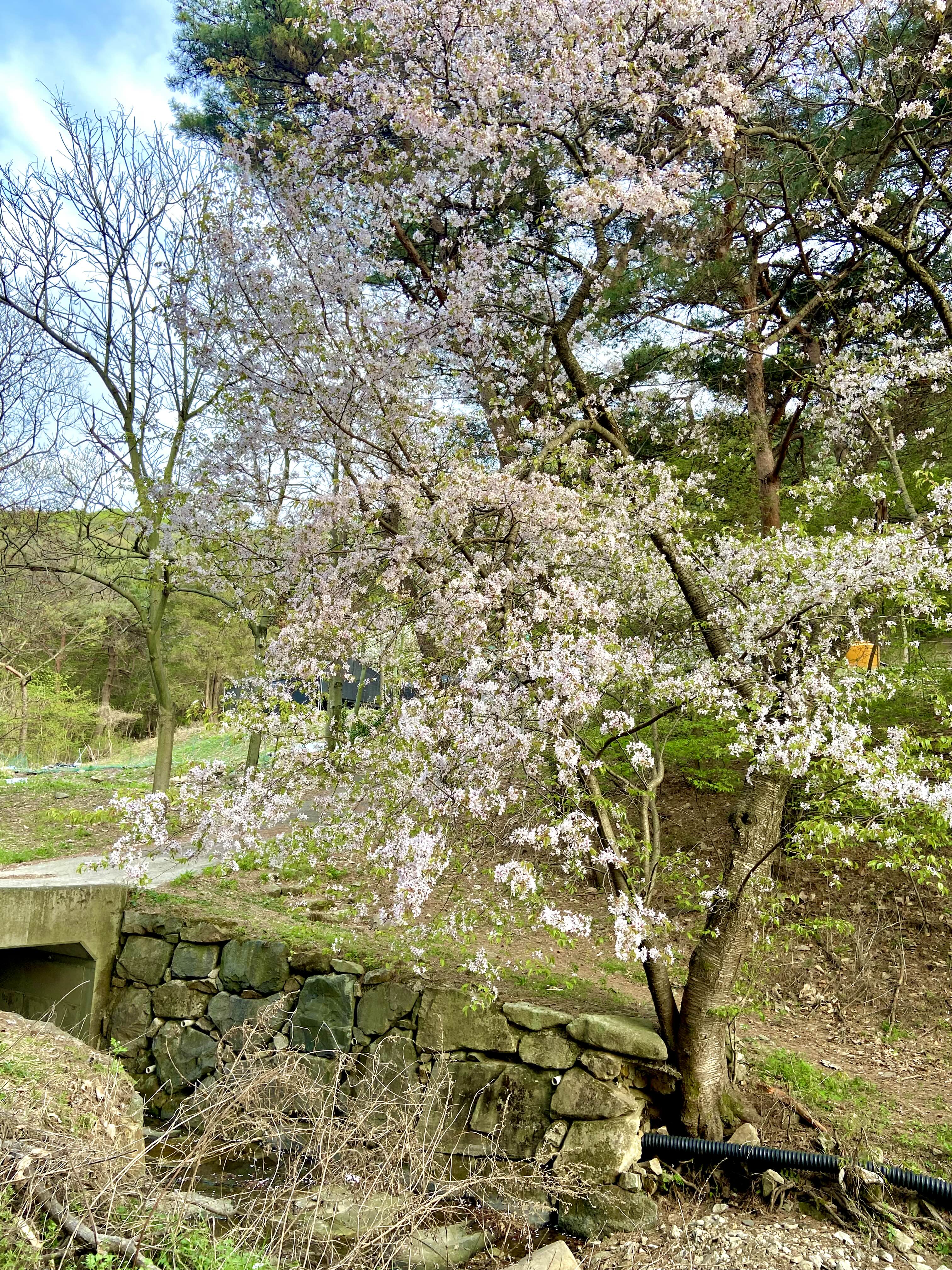 서산 겹벚꽃