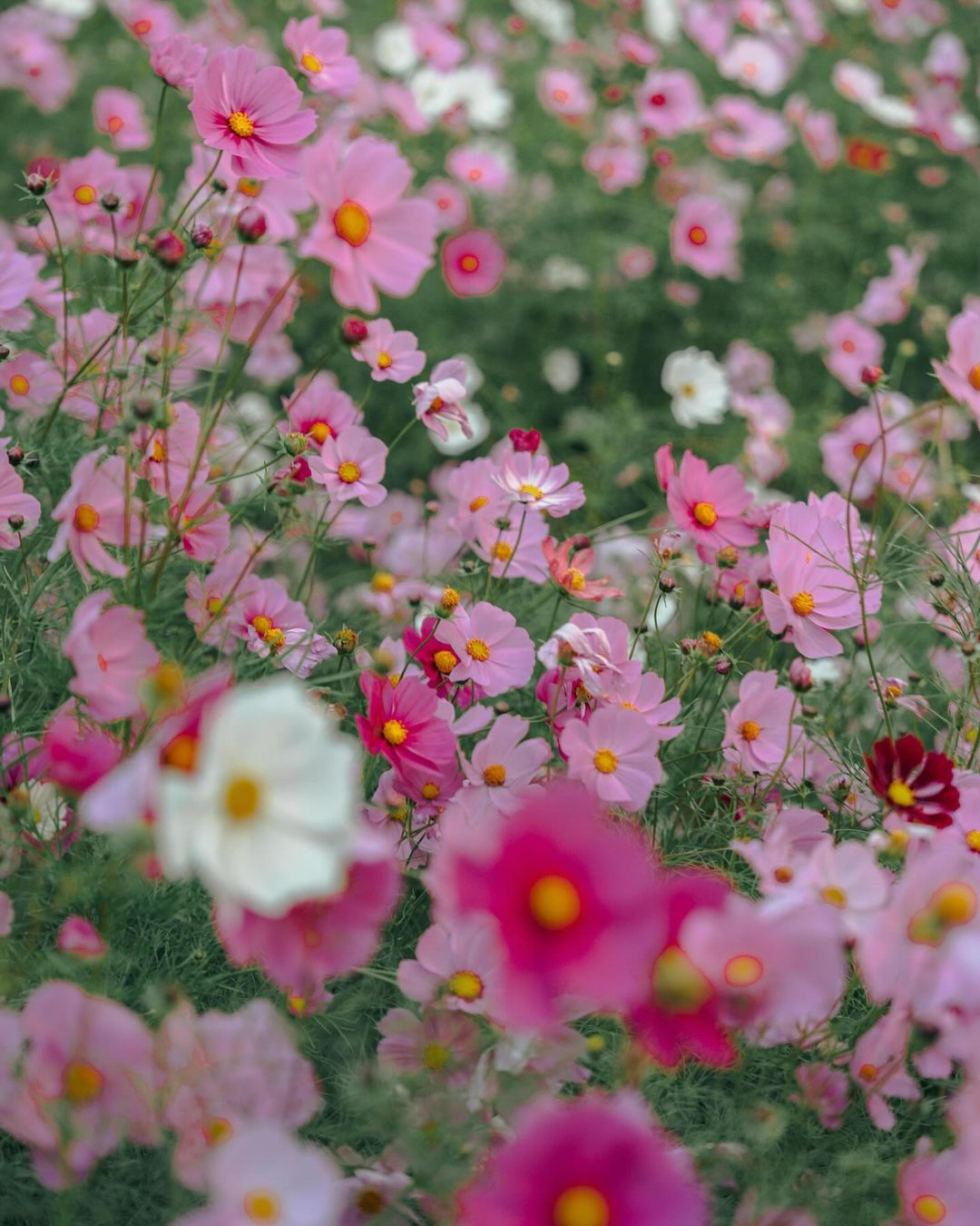 충남 아산의 봄, 튤립과 수선화가 가득 2025 피나클랜드 봄꽃대향연