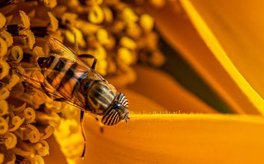 러브버그 수명, 성충과 유충의 생애 정리