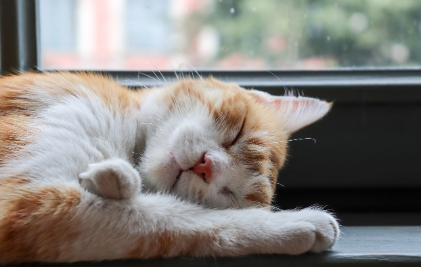 수면과 심리학: 수면이 정신 건강과 기억력, 감정 조절에 미치는 영향