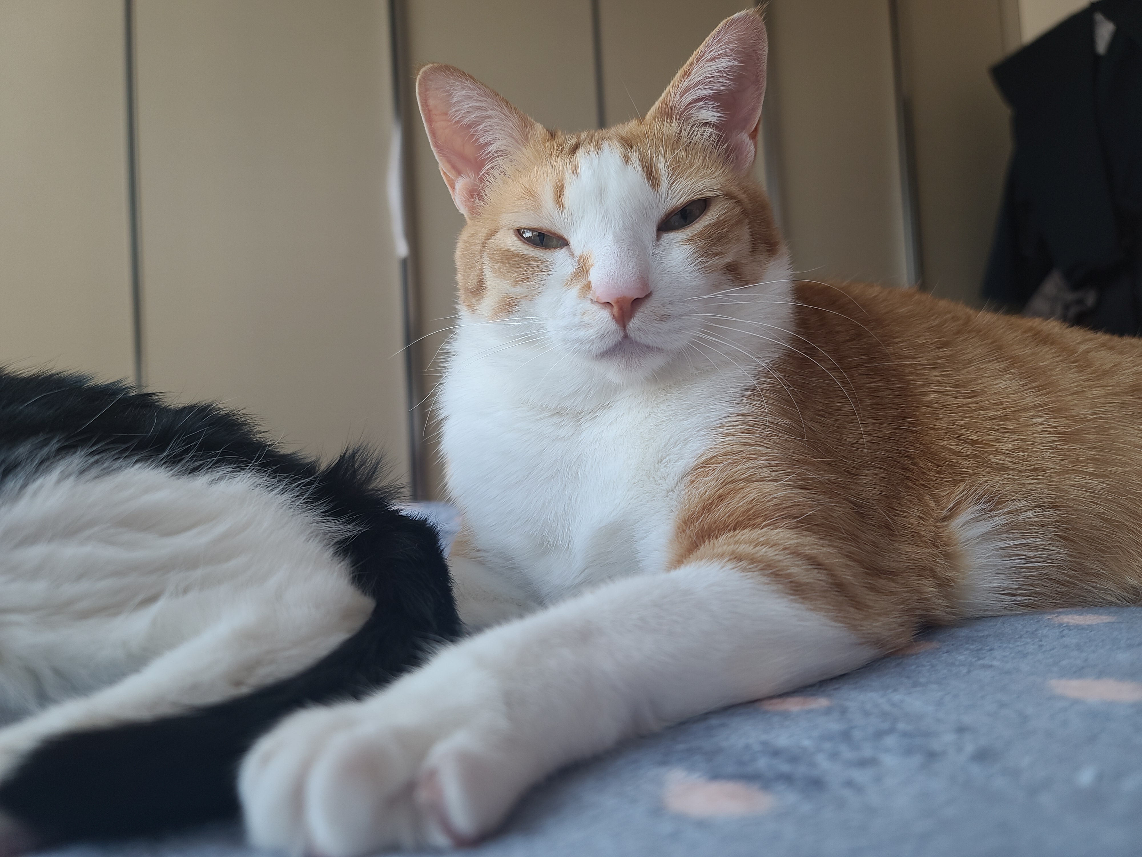 잔망스럽고 애교많은 내고양이들.