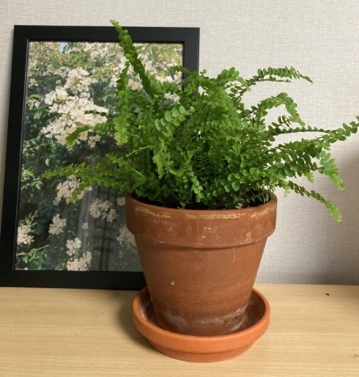 더피고사리 토분