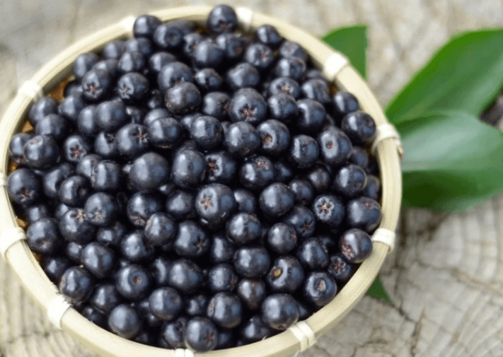 아로니아 분말 먹는 가장 좋은 방법(복용법) 알아보기