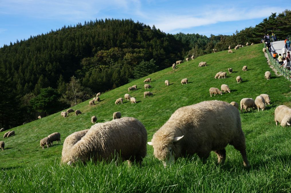 대관령 양떼목장