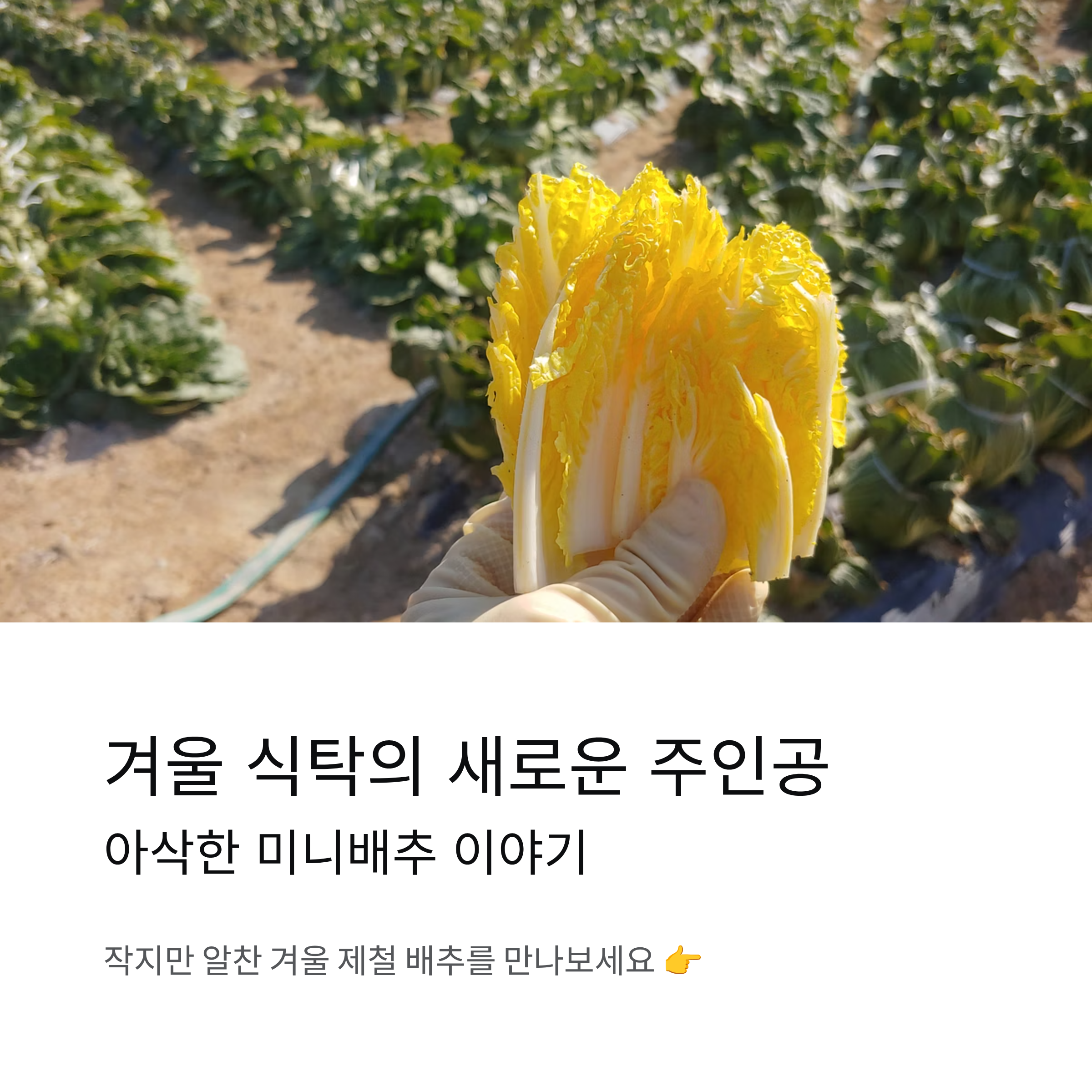 겨울에 찾는 아삭한 미니배추 자연 그대로의 맛 이야기