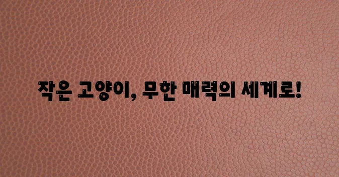 작은 고양이 품종 사랑스러움 가득한 다채로운 매력이 최고!