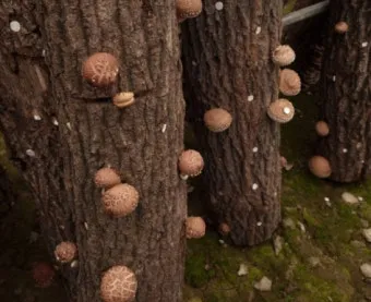 표고버섯 재배 원목 선택 접종 시기 습도 관리_11