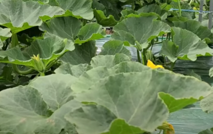 미니 밤호박 식물