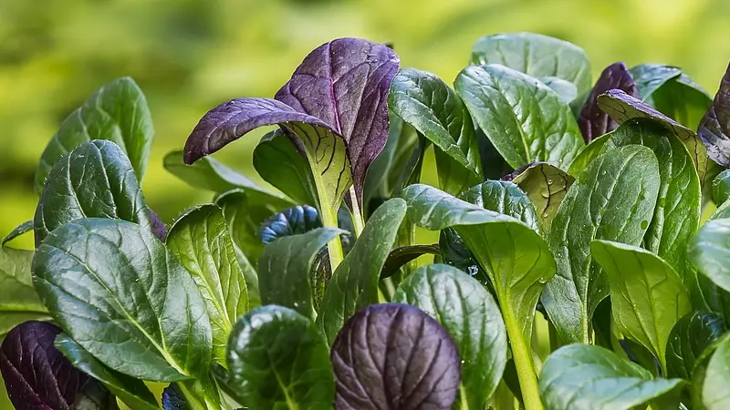 변비에 좋은 음식 : 채소