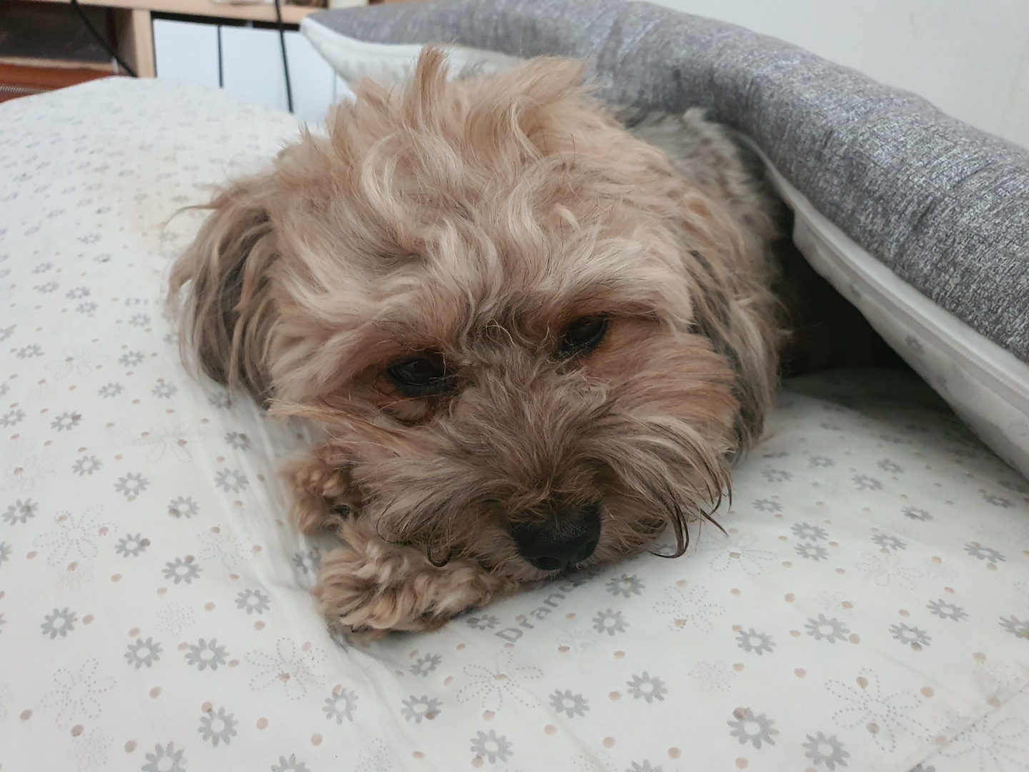 누워있는 강아지 토리