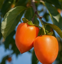 대봉감 홍시 만드는법