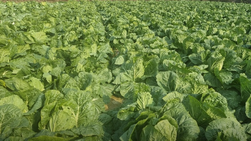 오늘N 이 맛에 산다 부안 부건농장 직거래 농산물 절임배추 고추가루 김장김치재료